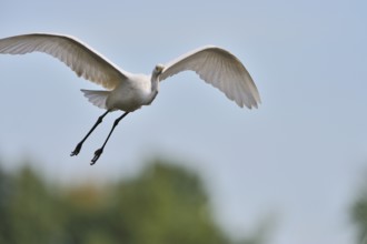 Great egret, Casmerodius albus, Great white egret in Upper Lusatia