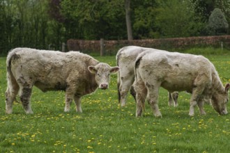 Three cows standing next to each other, the centre cow looks at the camera, weseke, münsterland,