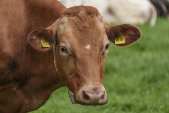 Close-up of a brown cow with ear tag in a meadow, borken, münsterland, germany