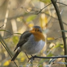 Erithacus rubecula, italy