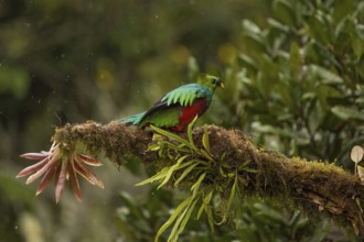 Resplendent quetzal, costarica