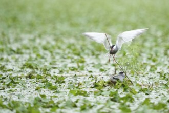 Pelecanus onocrotalus, Tulcea, Romania