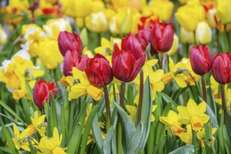 Narcissus and Tulips Flowerbed. Spring in the Netherlands Lisse, Netherlands