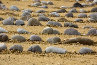Stone rows