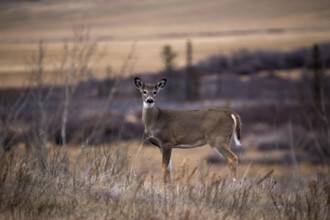 Cypress Hills Alberta Saskatchewan in the hills Alberta
