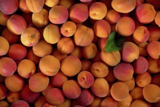 Top down view, pile of apricots, and one green leaf, Liptovsky Hradok, Slovakia