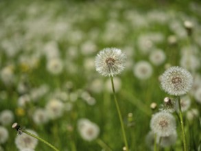 Dandelion (Taraxacum), dandelions, in a meadow, Offenbach am Main, Hesse, Germany