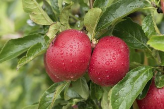 Apple (Malus domestica 'Idared'), Cambridge Botanical Garden, Germany