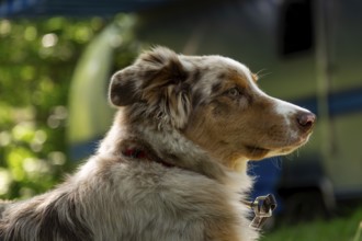 A young Australian Shepherd, with red merle colouring rests at a family campground with an American