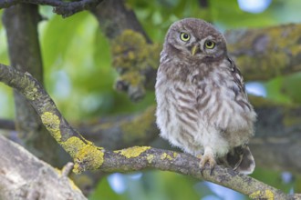 Little owl, (Athene noctua), animals, birds, owls, family of owls, Plateau Oberflörsheim, district