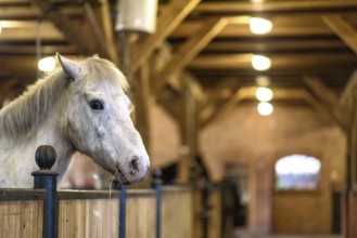 White horse in a stable on a farm in eastern Poland in Europe