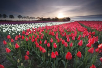 Sunrise on red tulip field, Flevoland, Netherlands