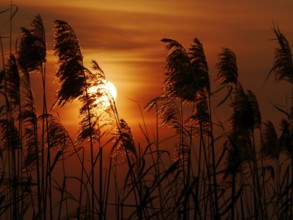Reeds in the sunset on the Havel in Berlin