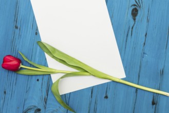 One red tulip and sheet of paper for your greetings on the background of blue wooden board