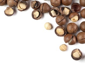 Set of macadamia nuts on white background. Set of macadamia nuts - whole unshelled, with open
