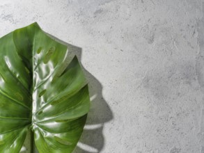 Monstera leaf on gray stone background. Tropical plant monstera in hard light. Copy space for text.