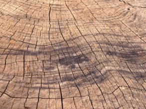 Old rough brown timber surface with darker scorch marks and cracks following the growth rings