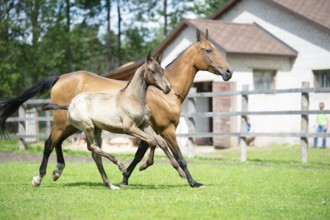 Running purebred akhalteke dam with foal in the paddock