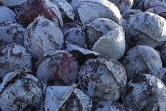 Red cabbage