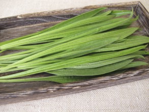 Freshly picked green leaves of ribwort plantain on a wooden tray for further use in naturopathy