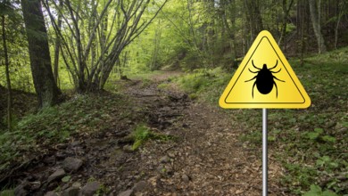 Tick insect warning sign in infected forest. Lyme disease and meningitis transmitter