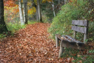 Autumn scenery with an weathered wooden bench on the side of an alley covered by dried colorful