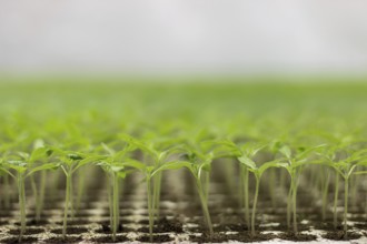 Greenhouse seedling. Close-up of green seedling growing