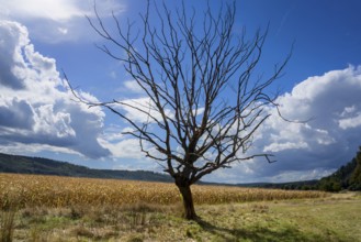 Landscape with a dead tree in September, Weserbergland, Germany