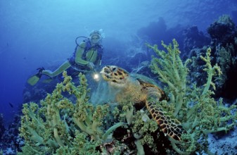 Hawksbill sea turtle and diver, Eretmochelys imbricata, Egypt, Zabargad, Zabarghad, Red Sea