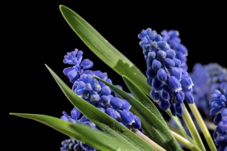 Beautiful blooming grape hyacinth Muscari Alida flower isolated on a black background. Flower head