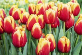 Beautiful flowers red tulips. Natural background Spring flowering tulips