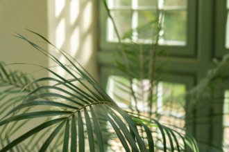 Close up of palm leaf next to old window. Abstract minimal interior design background decor
