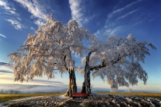 The Kalte Staude, a pair of beech trees, Presseck, Upper Franconia, Federal Republic of Germany