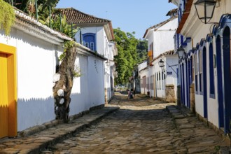 View into typical narrow cobblestone street with colonial buildings with an old tree climbing up