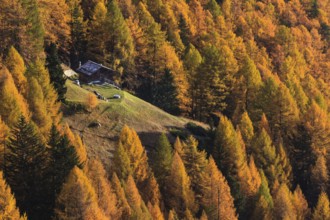 Cabin in the middle of an autumnal forest, surrounded by golden and green trees in a peaceful