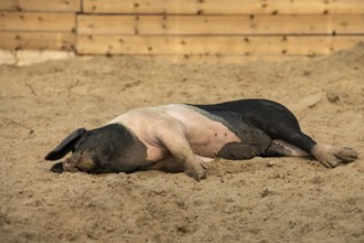 Resting Swabian-Hall pig