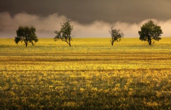Fantasy landscape with oilseed plants, Germany, Europe, digitally edited