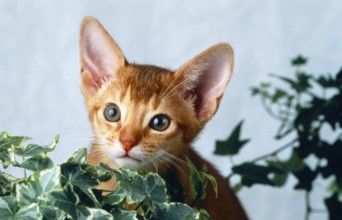 Abyssinian, kitten