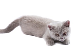 British kitten isolated on the white