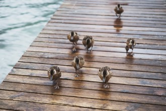 Photo of small ducks on the wooden deck