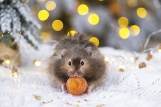 A funny shaggy fluffy hamster nibbles a carrot on a Christmas background with fairy lights and