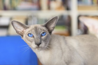 Oriental shorthair with blue eyes in interior