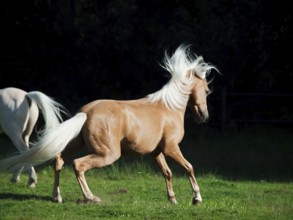 Palomino welsh pony in motion at black background