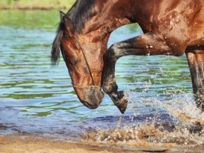 Portrait of splashing bay horse
