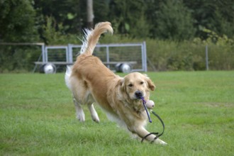 Golden Retriever retrieves toy ball