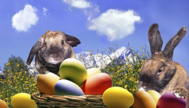 Rabbit with eggs