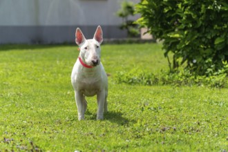 Portrait photo of white bull terrier outdoors on a sunny day, young purebreed bull terrier