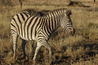 A Burchells Zebra