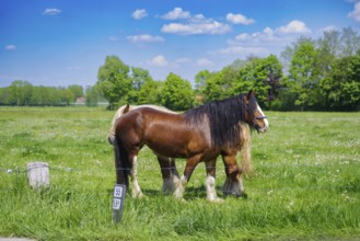 Two belgian heavy draft horses