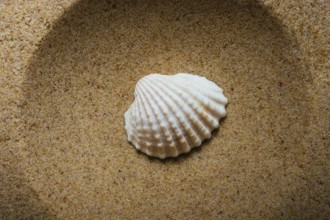 Natural seashell macro texture. Seashells background texture